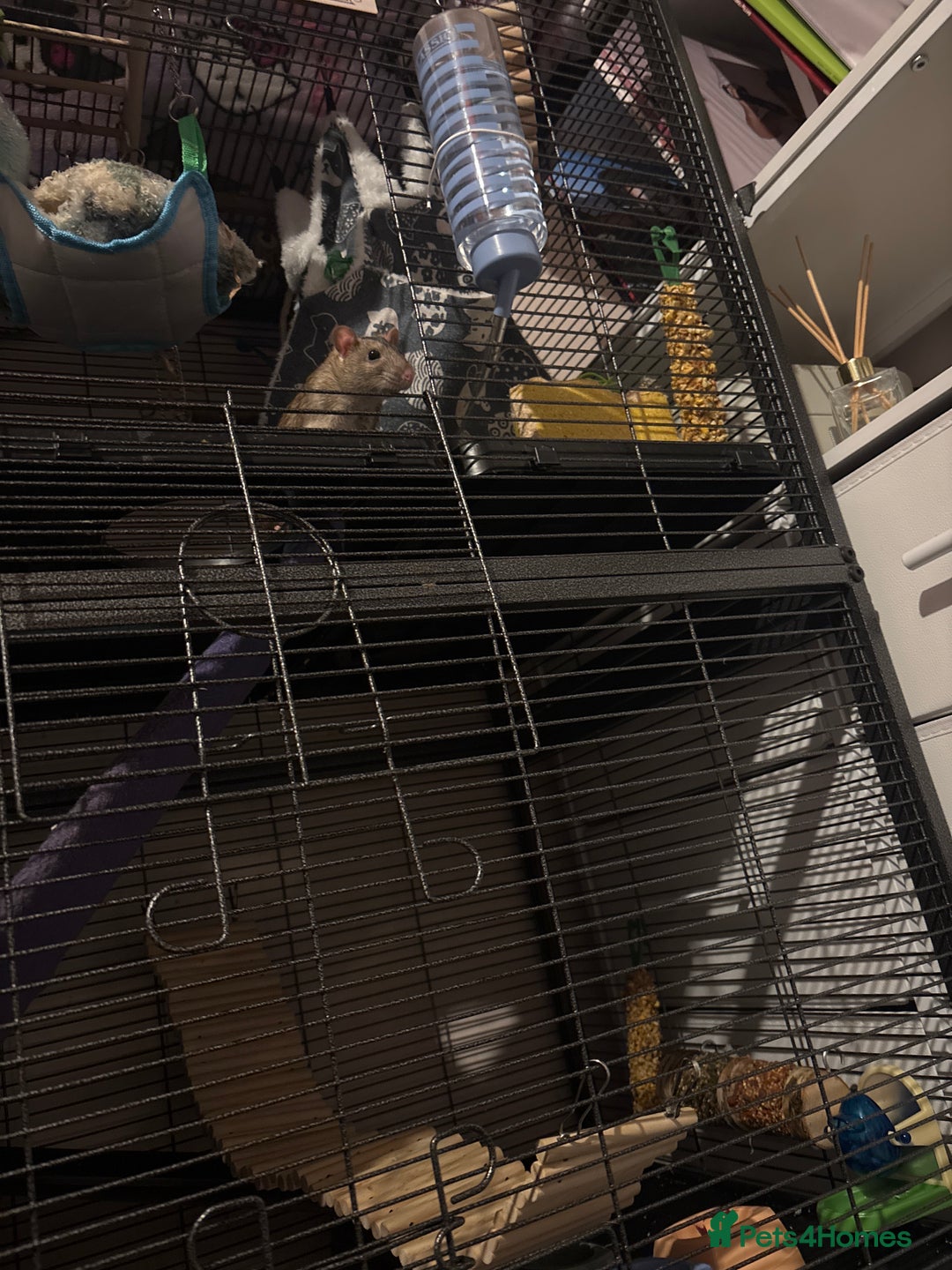 Rat rodents for sale: 3 FEMALE RATS + CAGE - Advert 12