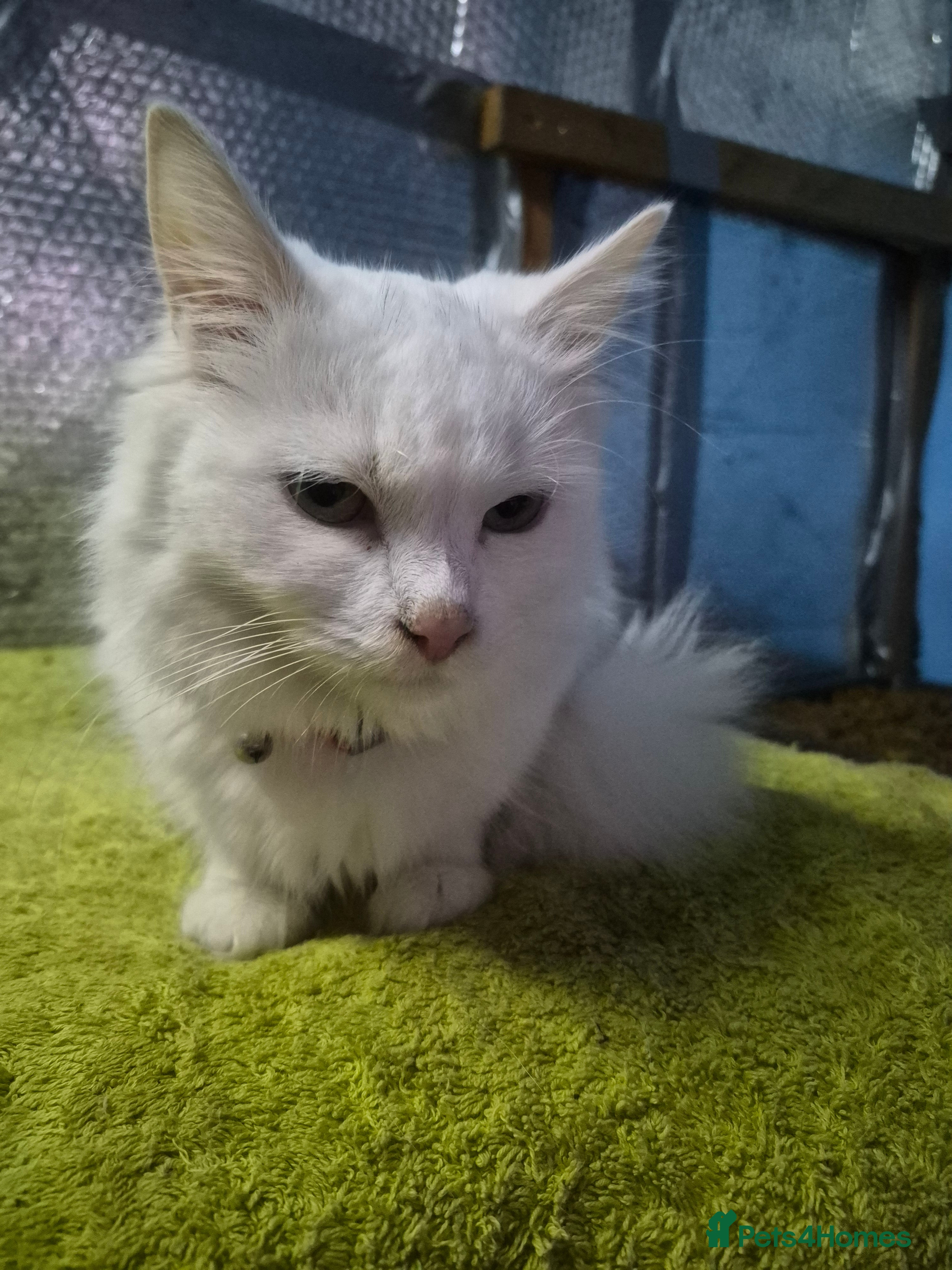 Mixed Breed cats House cat, long hair - Advert 1