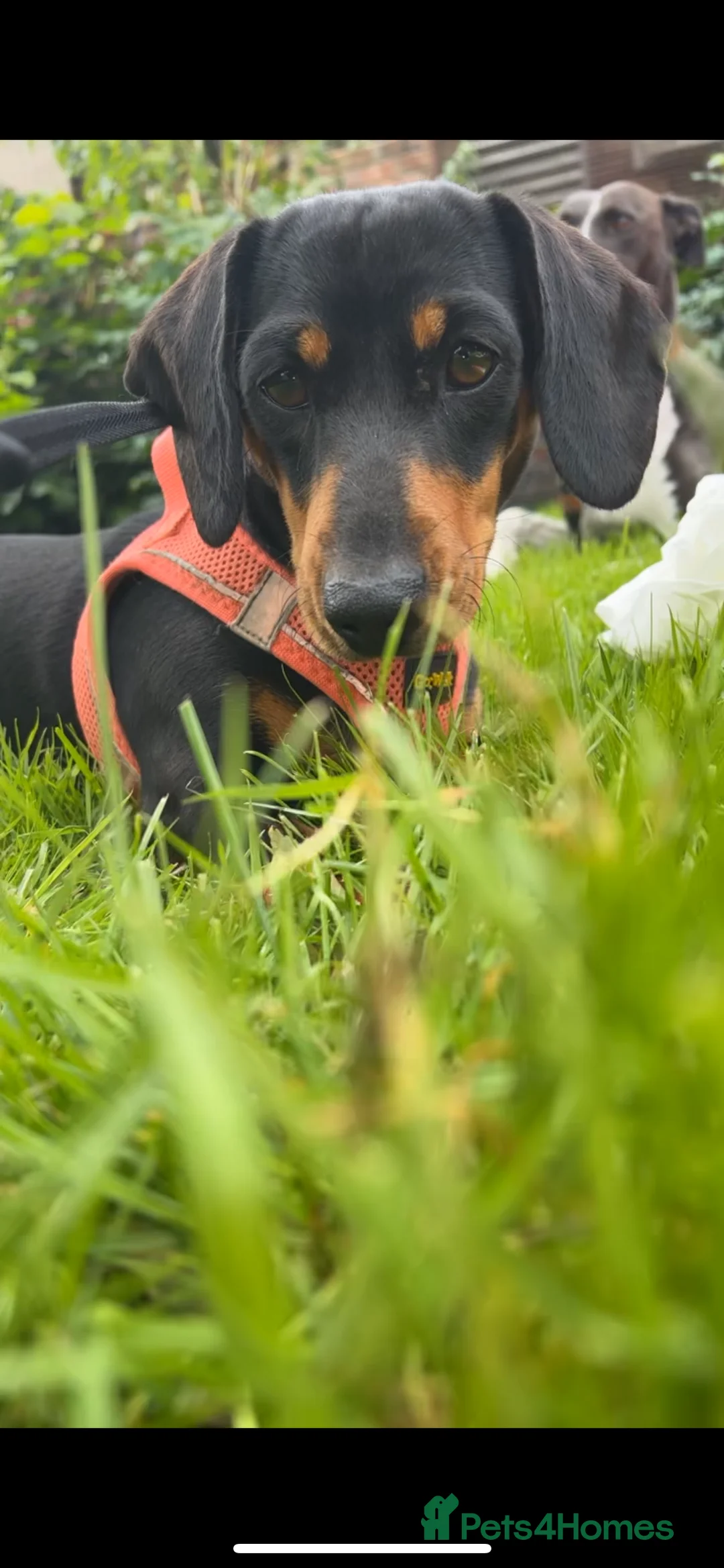 Dachshund dogs for sale: Miniature Dachshund🌭 - Advert 1