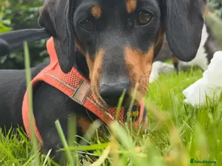 Dachshund dogs Miniature Dachshund🌭 - Advert 1