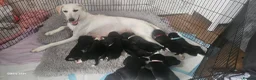 Mixed Breed dogs for sale: Beautiful  puppies in Swindon - Advert 12