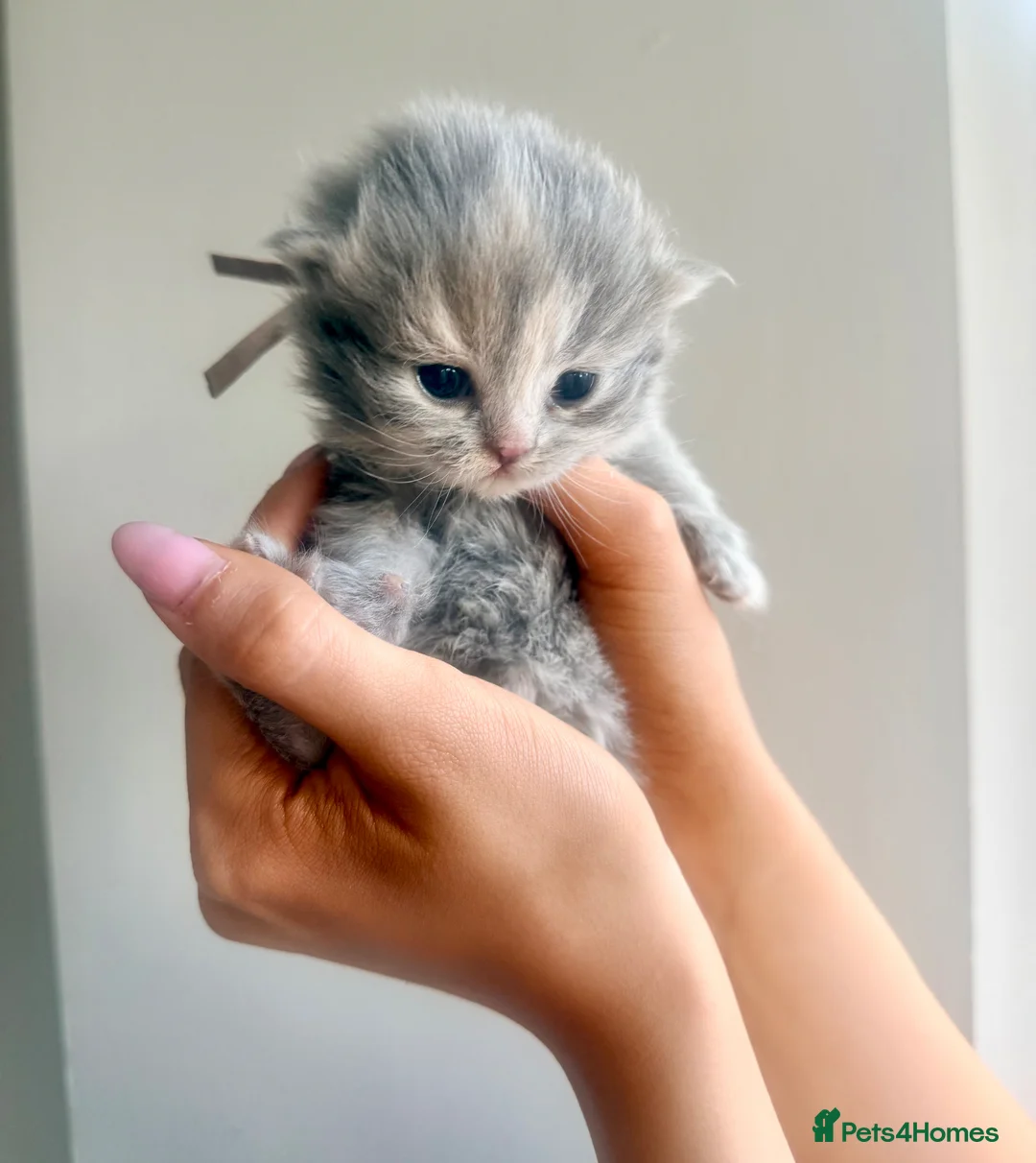 British Longhair cats for sale: Blue tortie lh girl *health checked*TICA reg* - Advert 1