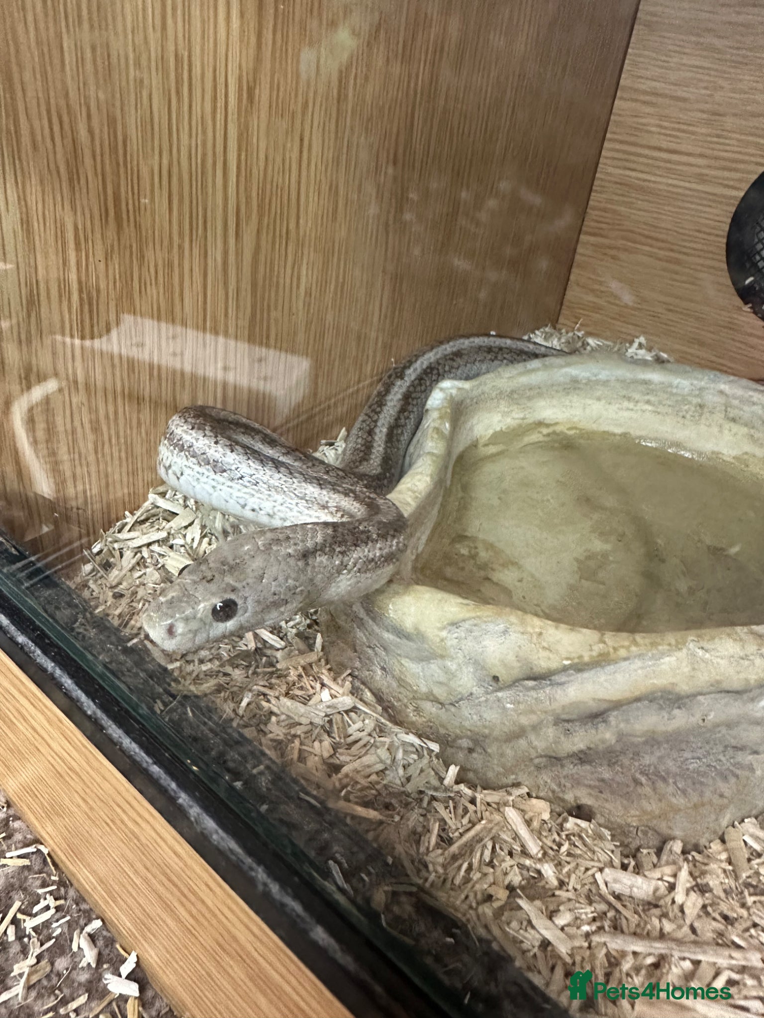 Corn Snake reptiles Grey corn snake and near full set up - Advert 1