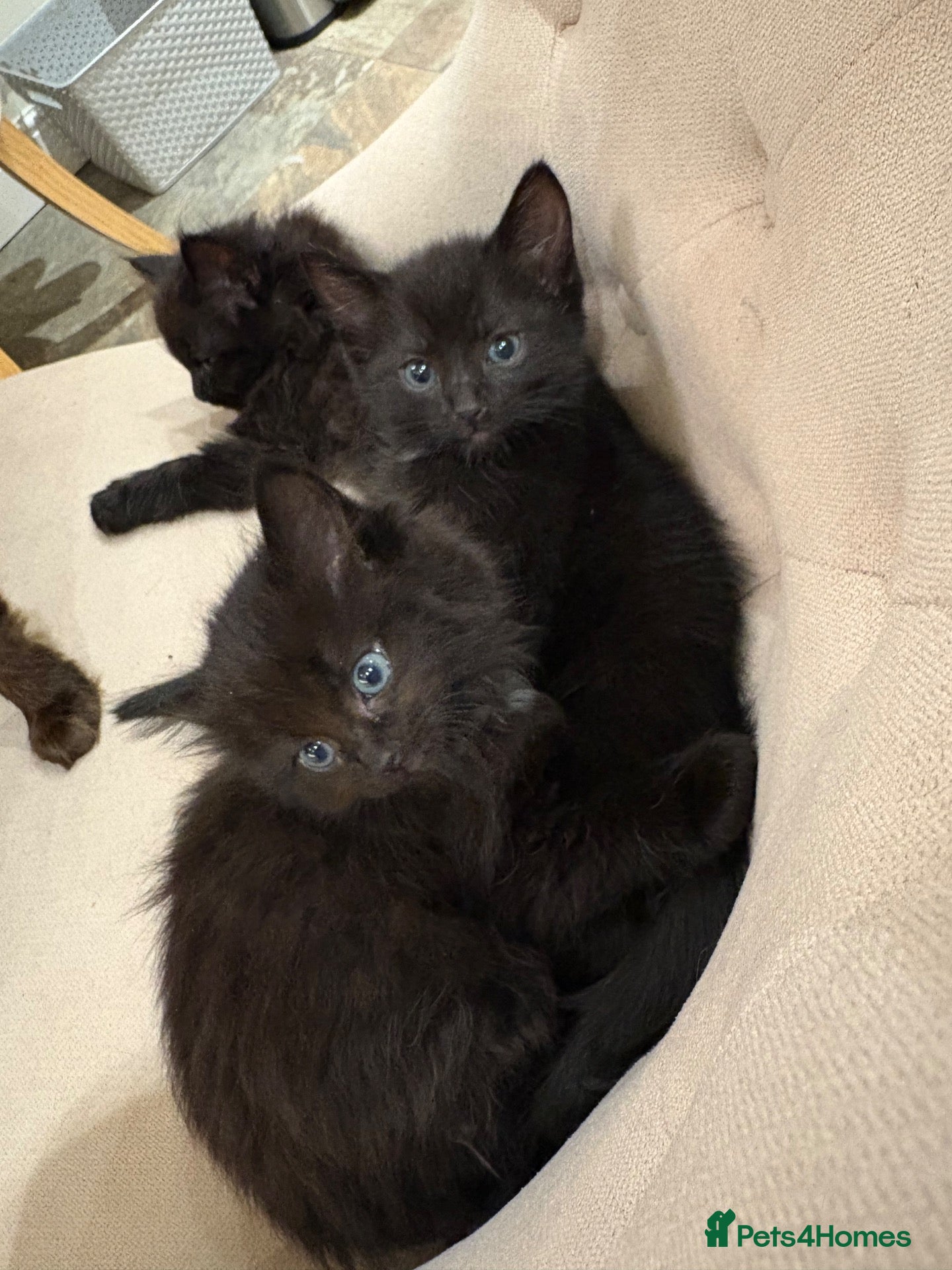 Russian Blue cats Ragdoll x Russian Blue Kittens - Advert 3