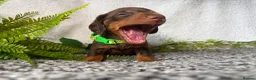 Miniature Dachshund dogs for sale: KC pedigree Mini Dachshund puppies - Advert 18