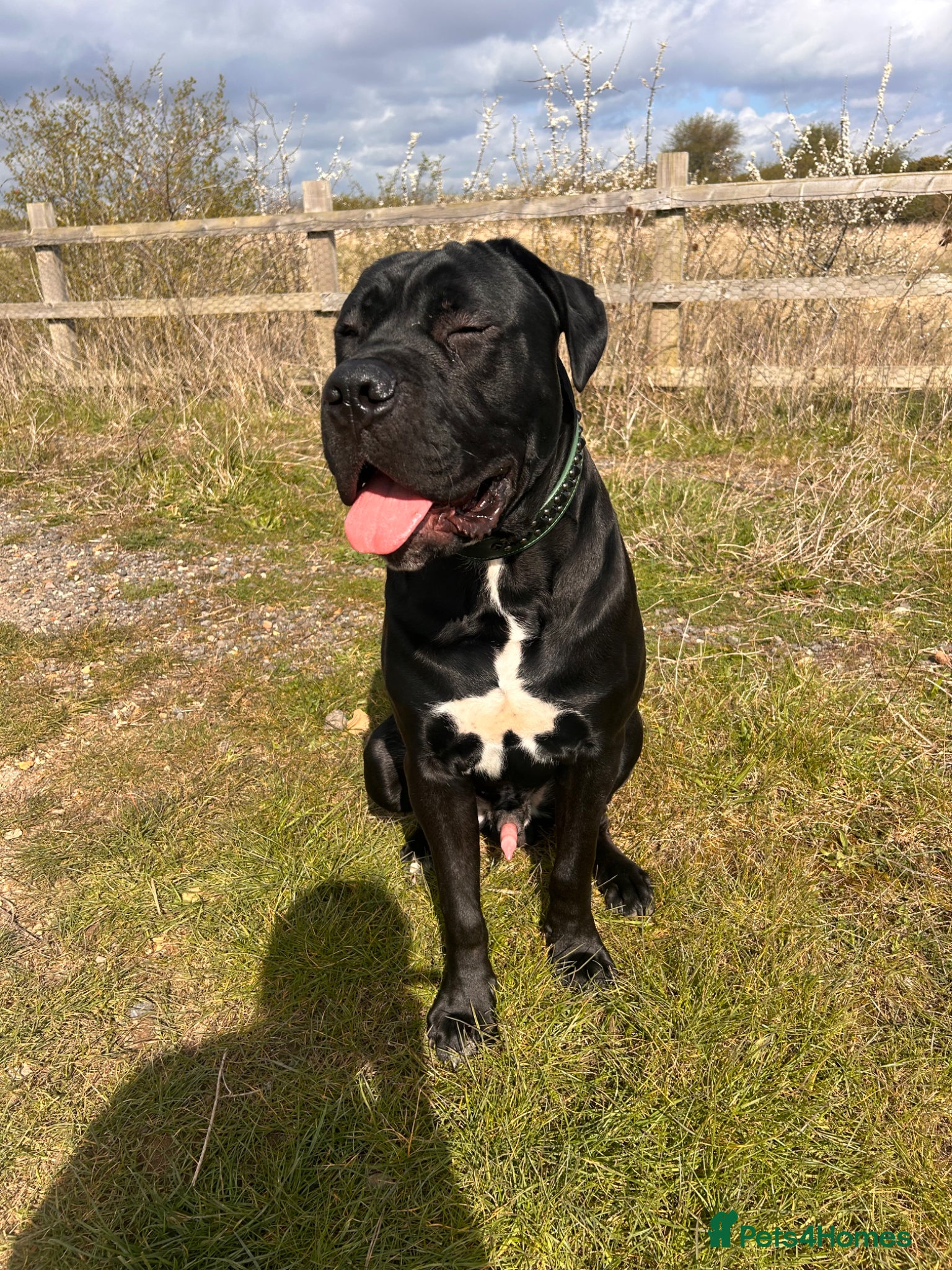Cane Corso dogs Cane corso boy 10 months old  - Advert 1