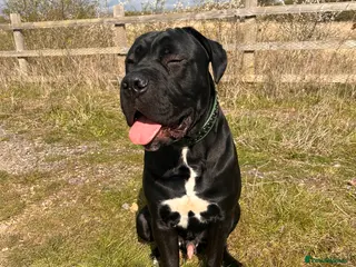 Cane Corso dogs Cane corso boy 10 months old - Advert 1