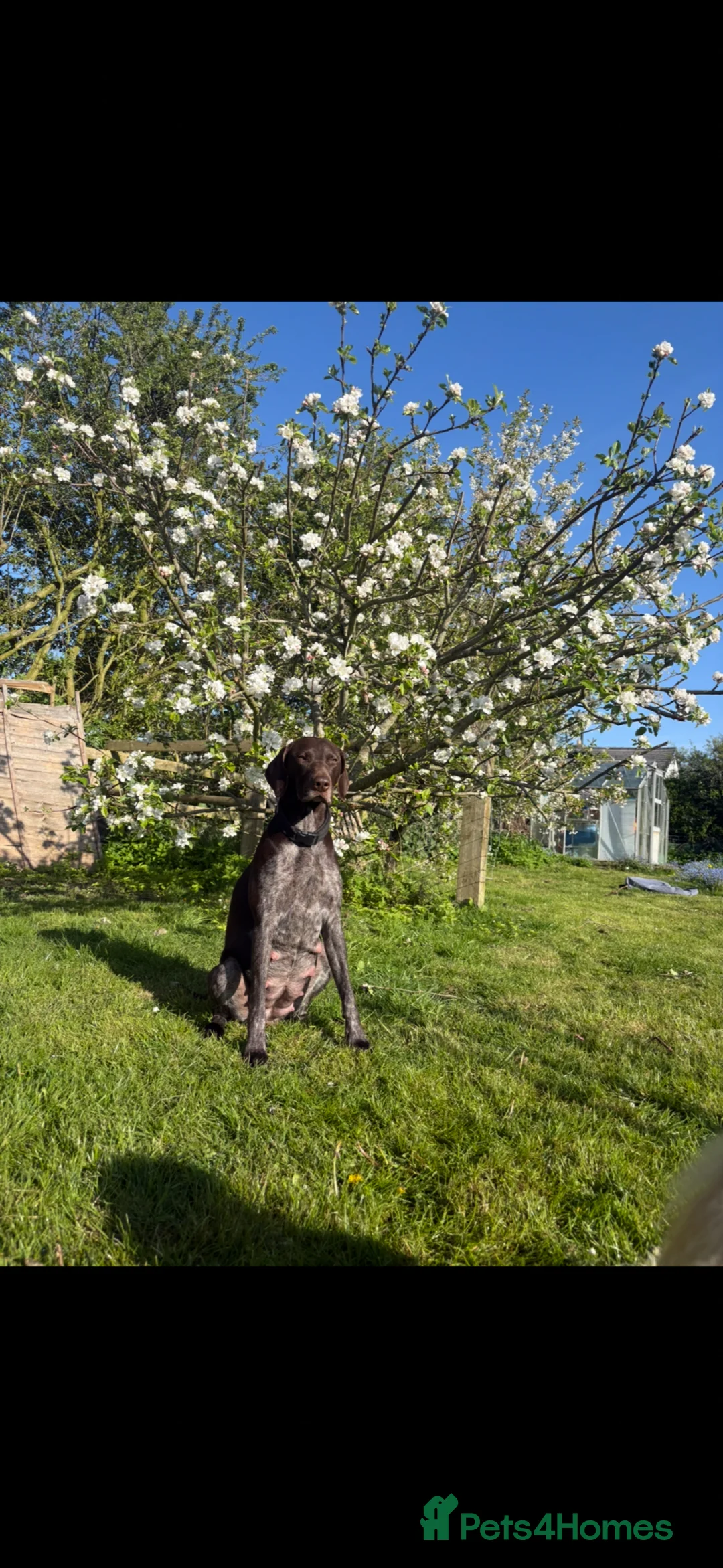 German Shorthaired Pointer dogs for sale: German shorthaired pointer pups  - Advert 1