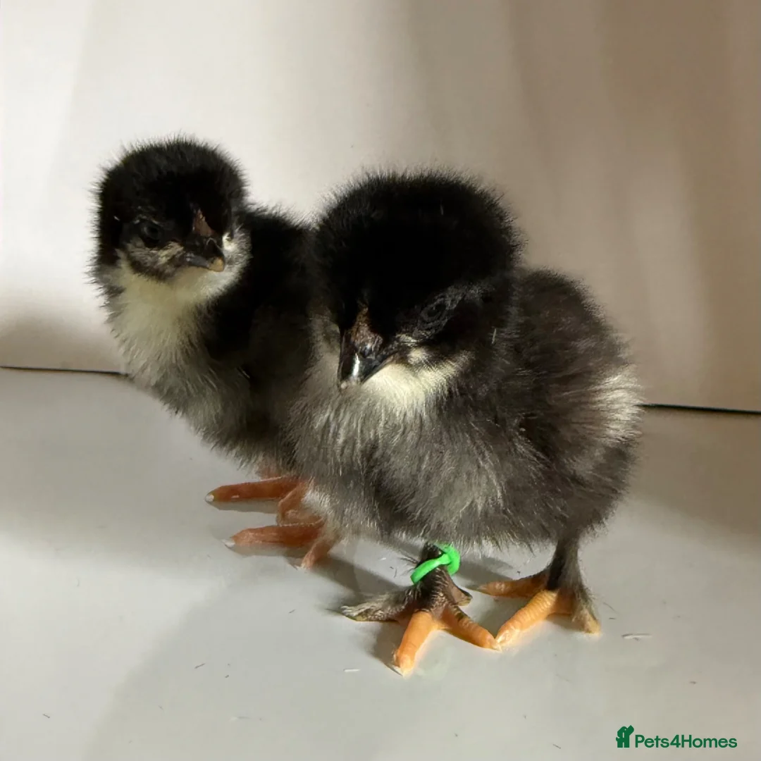 Chickens poultry for sale: Various breeds day old chicks  - Advert 15