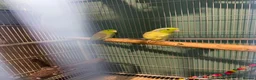 Parakeets birds for sale: Celestial parroletts  - Advert 2