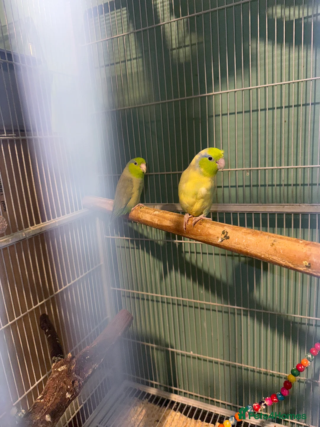 Parakeets birds for sale: Celestial parroletts  - Advert 2