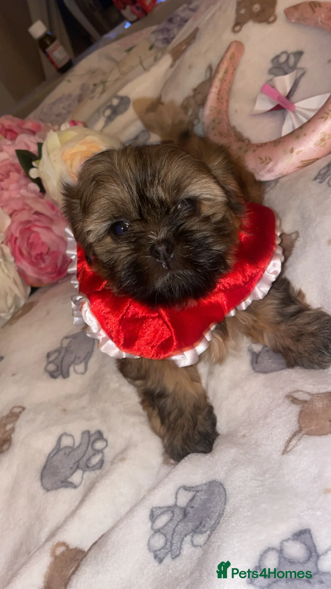 Shih Tzu dogs for sale: Imperial ShihTzu🐾 Tiny Hearts Big Personalities🐾 - Advert 2