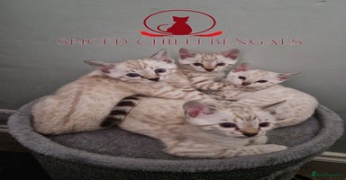 Bengal cats - Advert 6