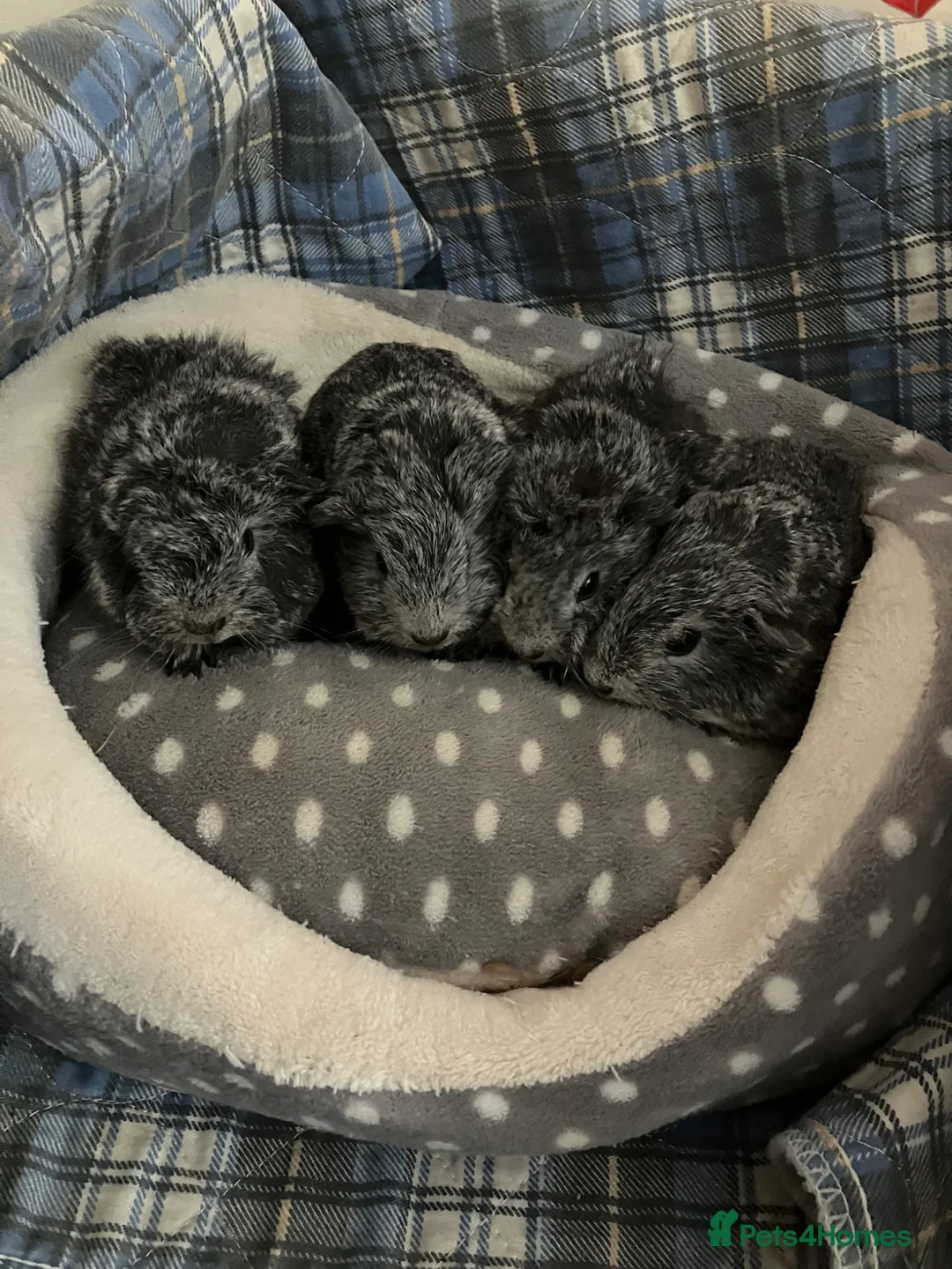 Guinea Pig rodents for sale: Lots of lovely baby guinea pigs for sale - Advert 6