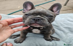 French Bulldog dogs for sale: Beautiful blue frenchie  - Image 3