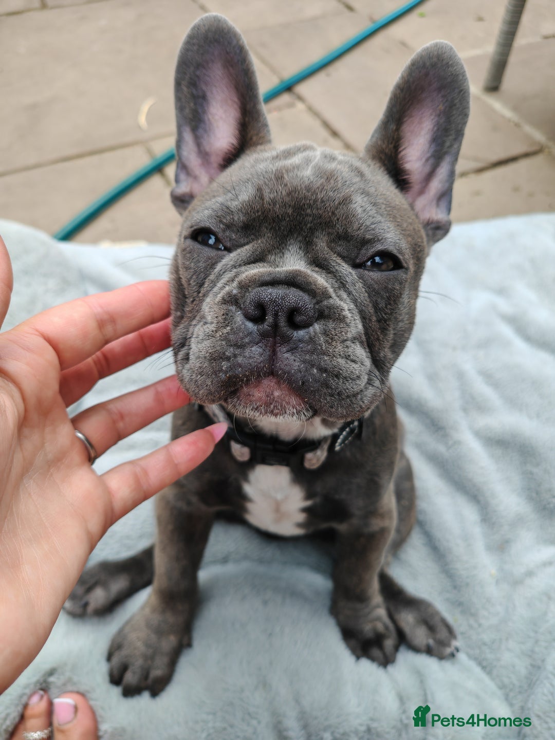 French Bulldog dogs for sale: Beautiful blue frenchie  - Image 3