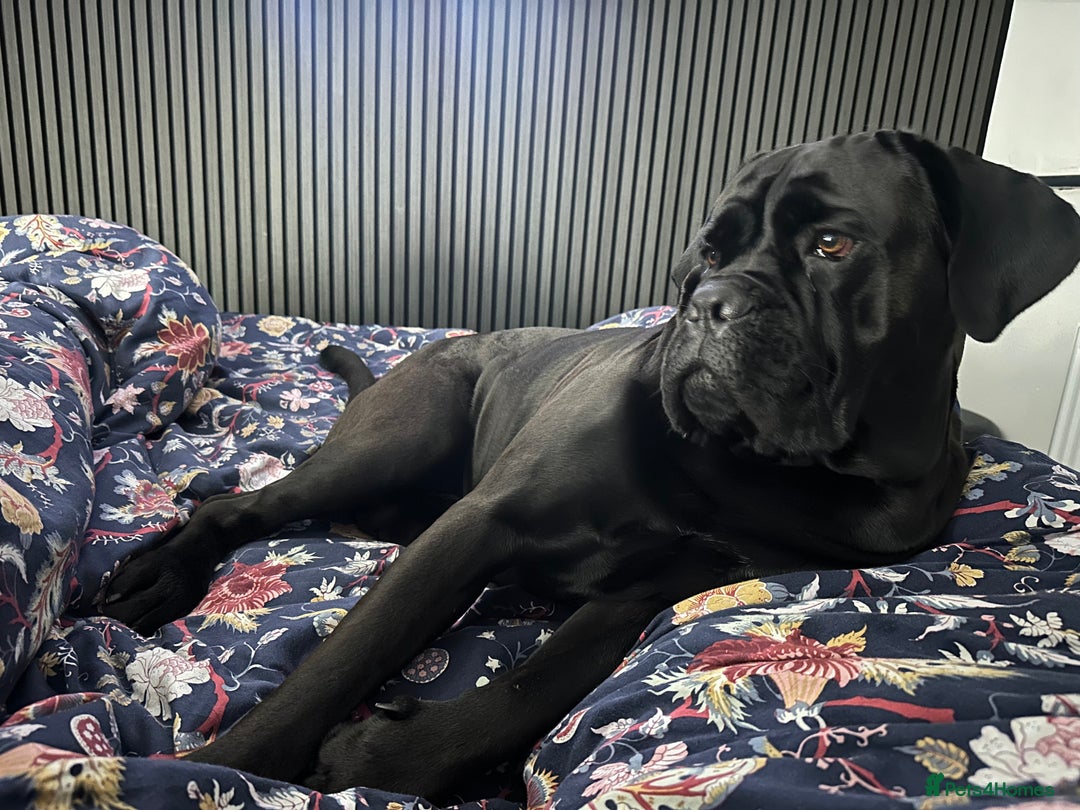 Cane Corso dogs for stud: Cane corso Rico Thor ready to stud in Bedford - Image 10