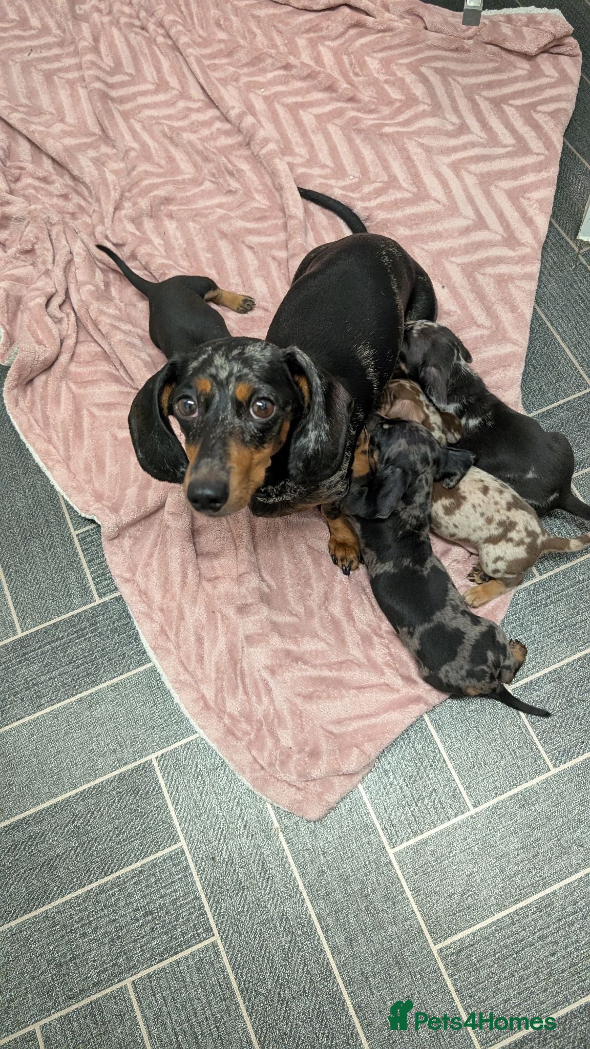 Miniature Dachshund dogs Two gorgeous dapple male miniature dachshunds - Advert 4