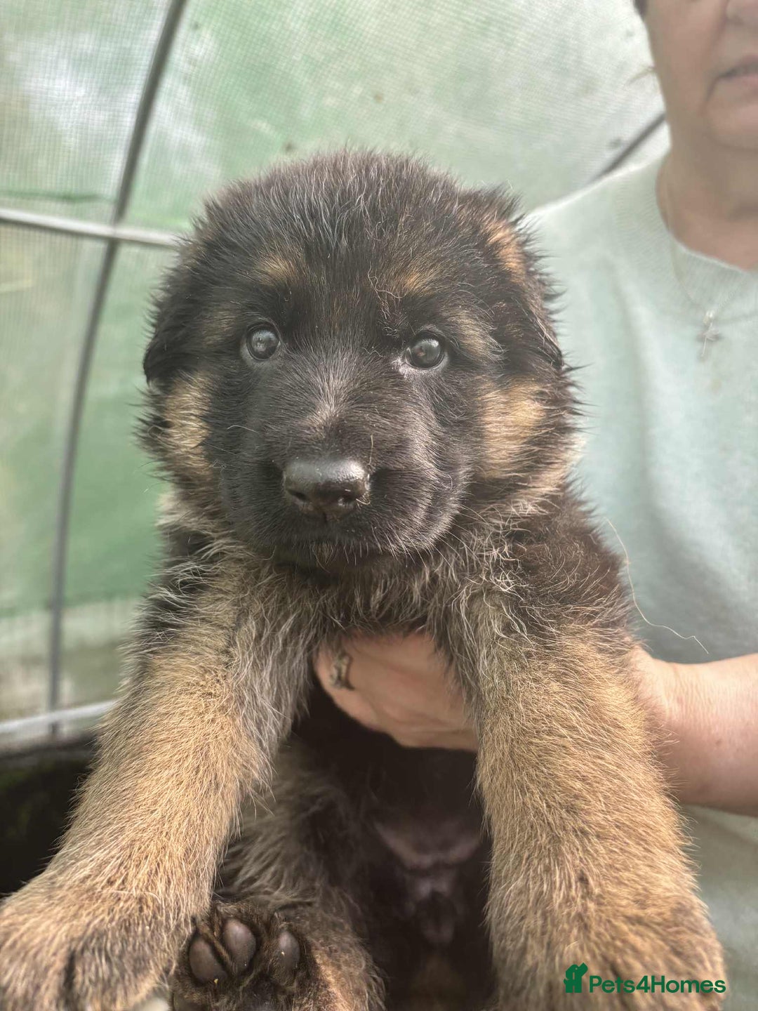 German Shepherd dogs for sale: German Shepherd Puppies KC registered - Image 20