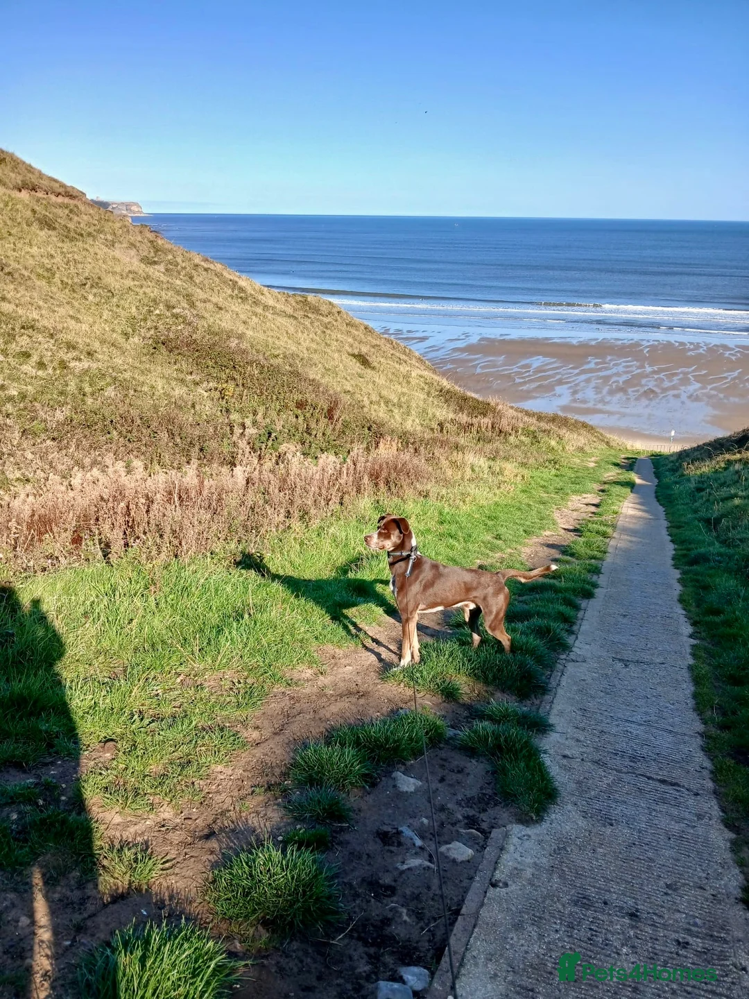 Mixed Breed dogs for sale: Zeus, 20 month old Dalmatian x Husky - Advert 4