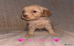 Cavapoo dogs for sale: 🐶 F1 CAVAPOO PUPPIES HEALTH TESTED PARENTS 🐶 - Advert 17