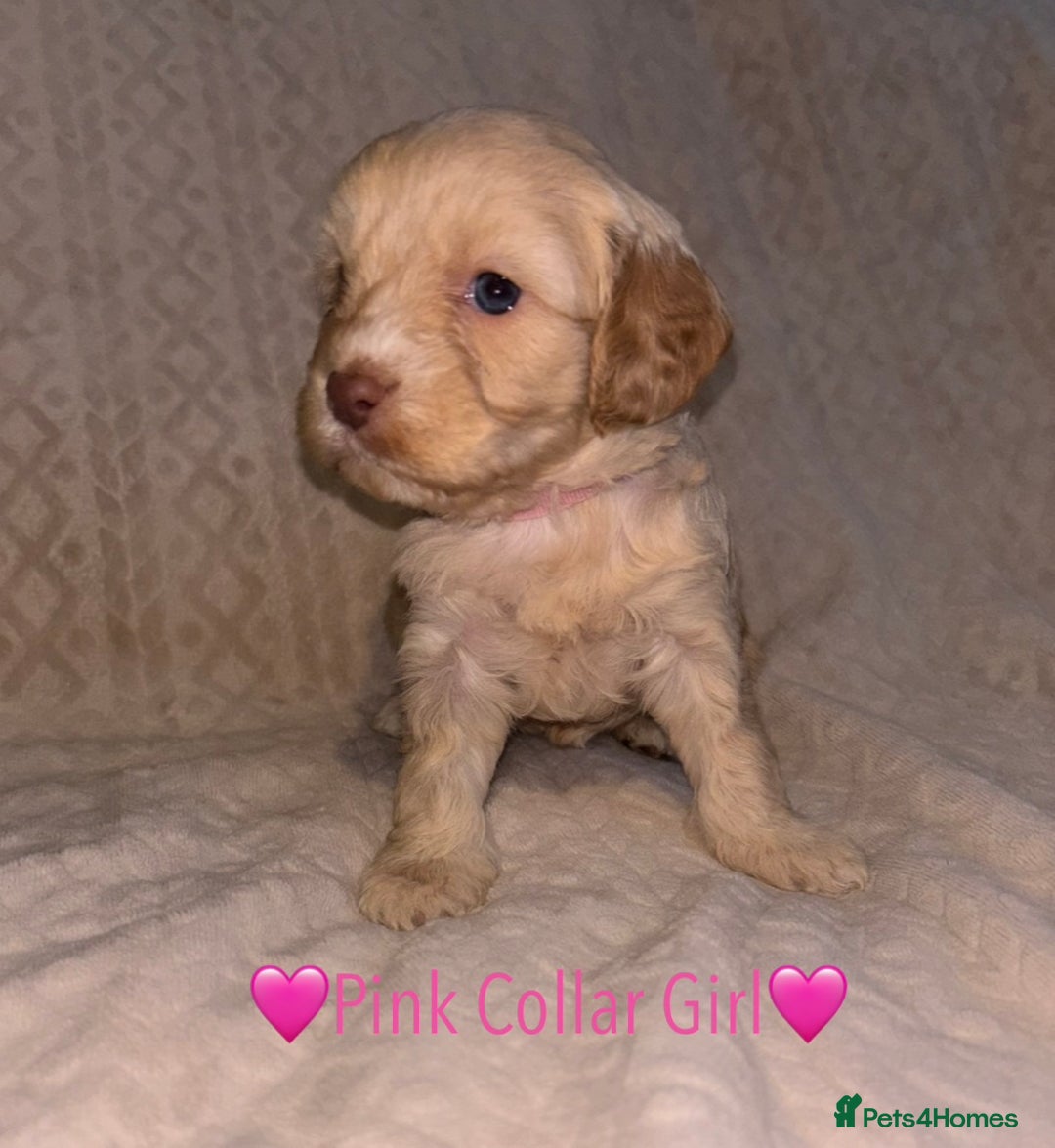 Cavapoo dogs for sale: 🐶 F1 CAVAPOO PUPPIES HEALTH TESTED PARENTS 🐶 - Advert 17