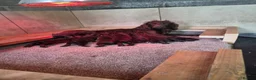 Cocker Spaniel dogs for sale: Cocker spaniel pups  - Advert 6