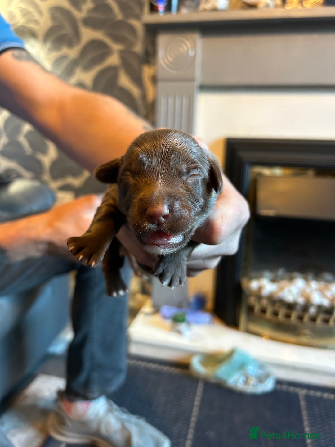 Mixed Breed dogs for sale: Cocker Collie Puppies - Image 2