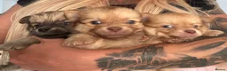 Pomchi dogs for sale: Last 2 boys family raised Pomchi puppies 💗 - Advert 6