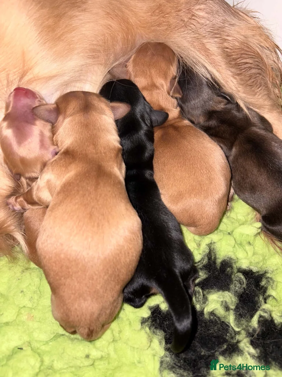 Dachshund dogs for sale: KC registered mini long hairs (boy) - Advert 2