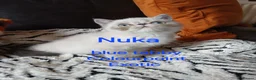Exotic cats for sale: PEDIGREE GCCF PERSIAN EXOTIC BABIES - Advert 28