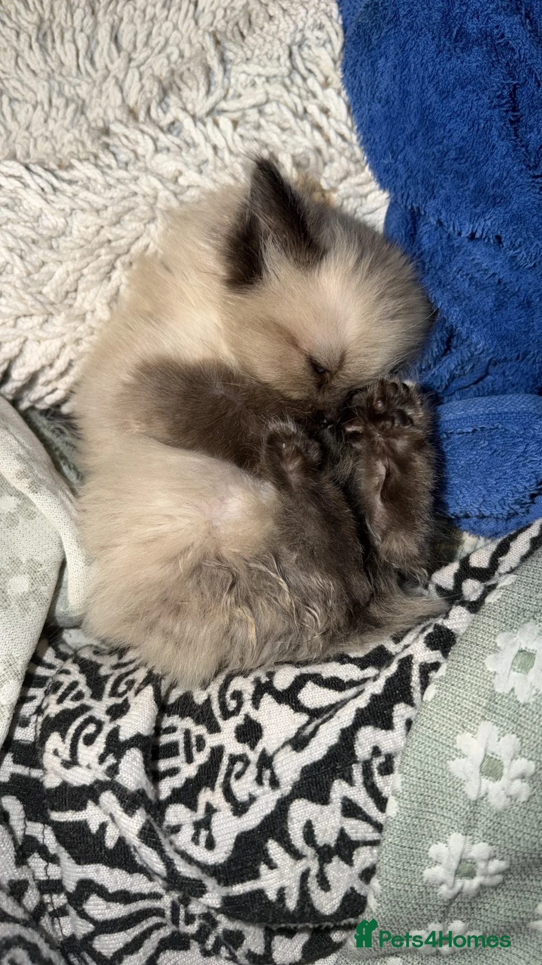 Ragdoll cats for sale: Ragdoll kittens  - Advert 6