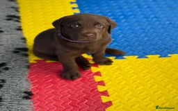 Labrador Retriever dogs for sale: Exceptional KC Chocolate Labrador Puppies - Image 23