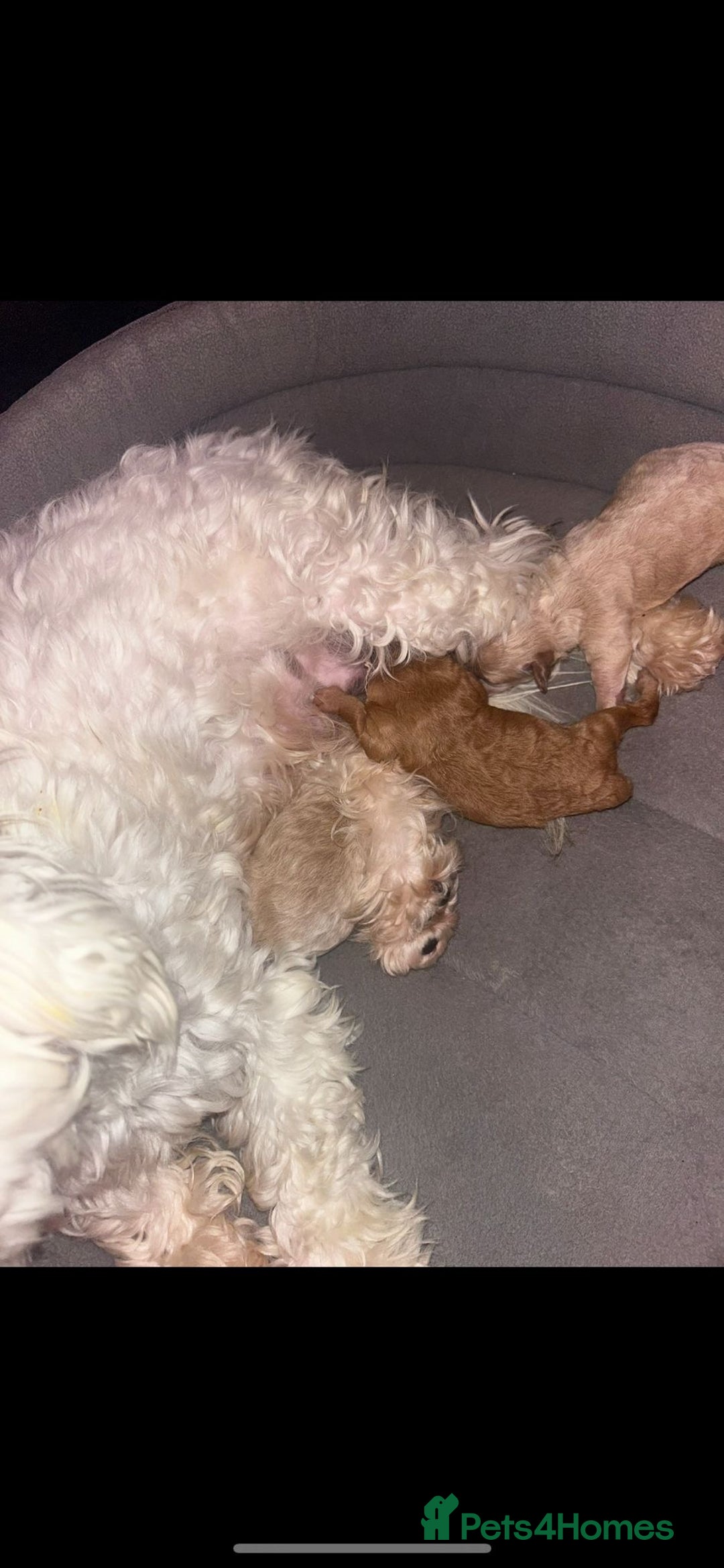 Maltipoo dogs for sale: Red Maltipoo boy 👑  - Advert 2