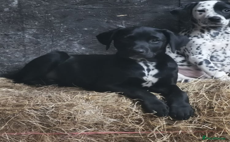 Mixed Breed dogs - Advert 3