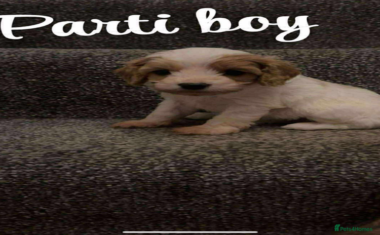 Cavapoo dogs - Advert 15
