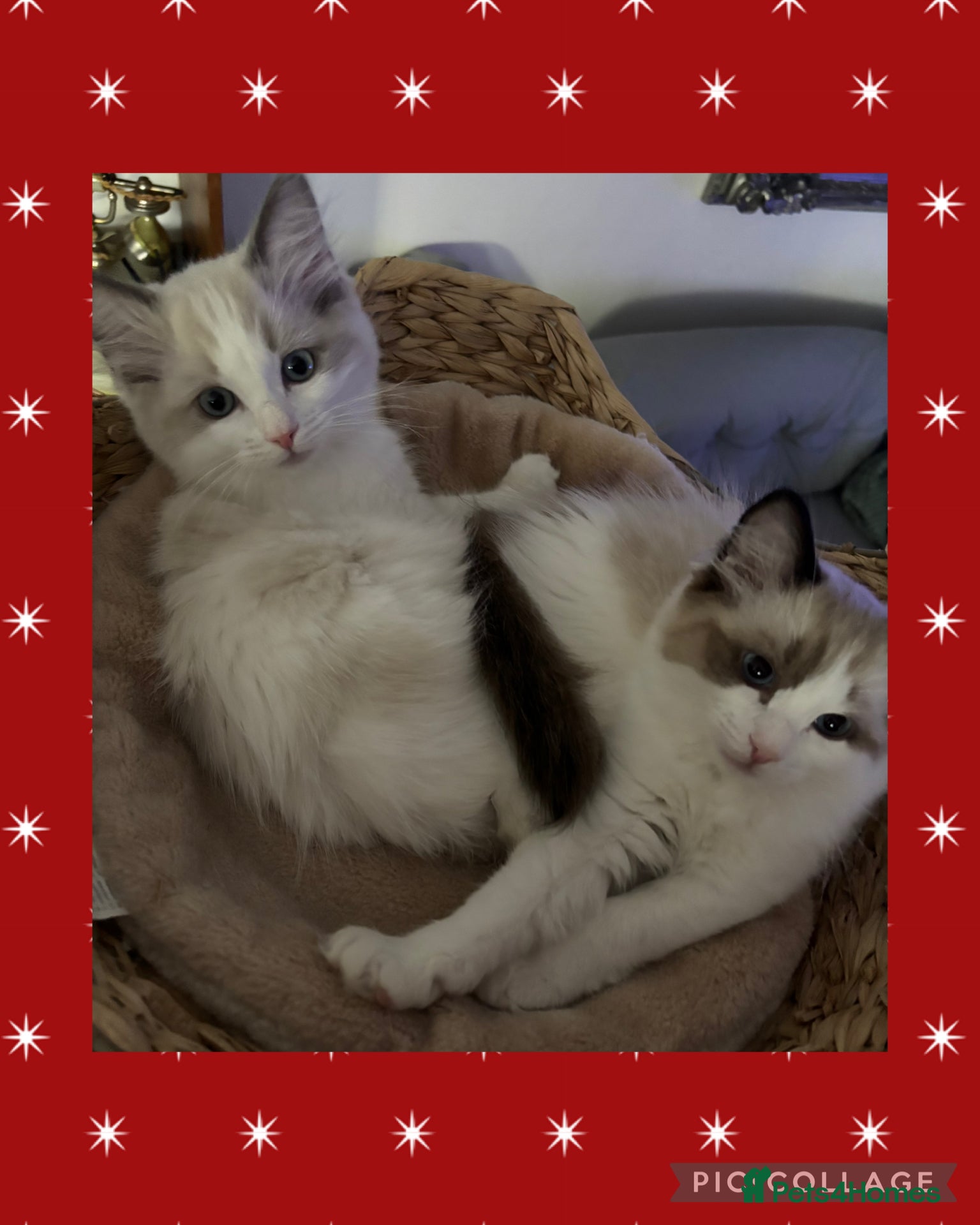 Ragdoll cats Beautiful two GCCF kittens. Blue Bicolour Ragdolls - Advert 6