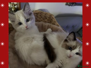 Ragdoll cats Beautiful two GCCF kittens. Blue Bicolour Ragdolls - Advert 6