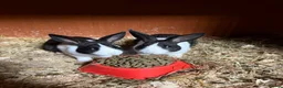 Dutch rabbits for sale: Two lovely Dutch rabbits in York - Advert 1