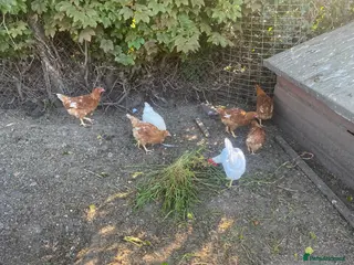Chickens poultry 12 week old Bovan Brown hens - Advert 17