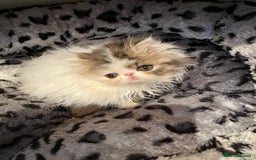 Persian cats for sale: Quality GCCF Registered Pure Persian Kittens  - Image 5