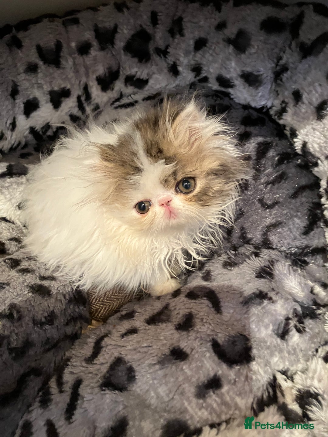 Persian cats for sale: Quality GCCF Registered Pure Persian Kittens  - Image 5
