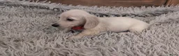 Miniature Dachshund dogs for sale: 🐾 Beautiful Miniature Dachshund Puppies 🐾 - Advert 11