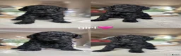 Cockapoo dogs for sale: Cockapoo puppies  in Walsall - Advert 5