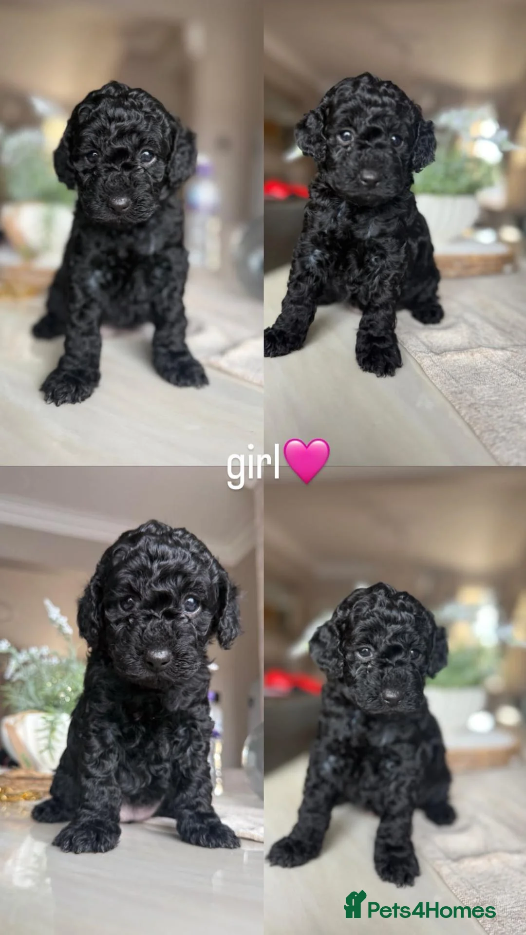 Cockapoo dogs for sale: Cockapoo puppies  in Walsall - Advert 5