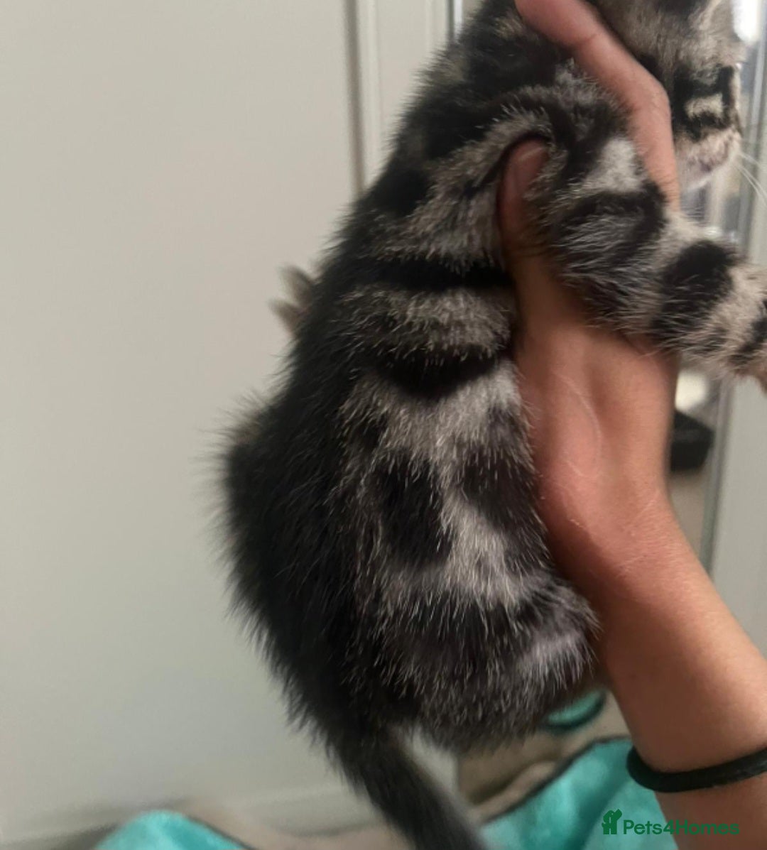 Bengal cats for sale: Stunning bengal-cross kittens for sale! - Advert 7