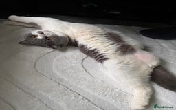 British Shorthair cats for sale: Sweet boy for rehoming - Image 5