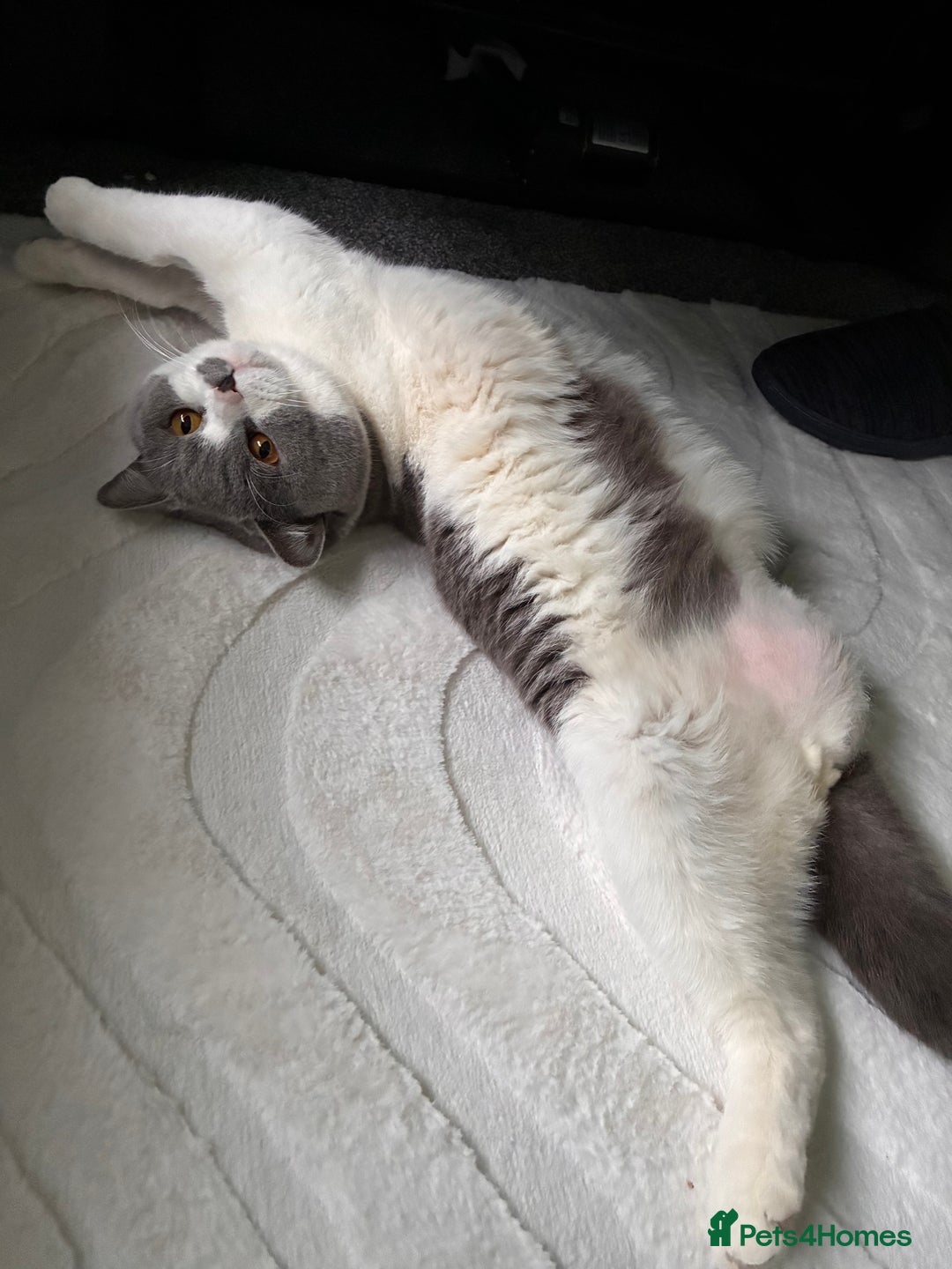 British Shorthair cats for sale: Sweet boy for rehoming - Image 5