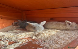 Mini Lop rabbits for sale: A Mix of Mini lop and Mini Lion Lop - Image 26