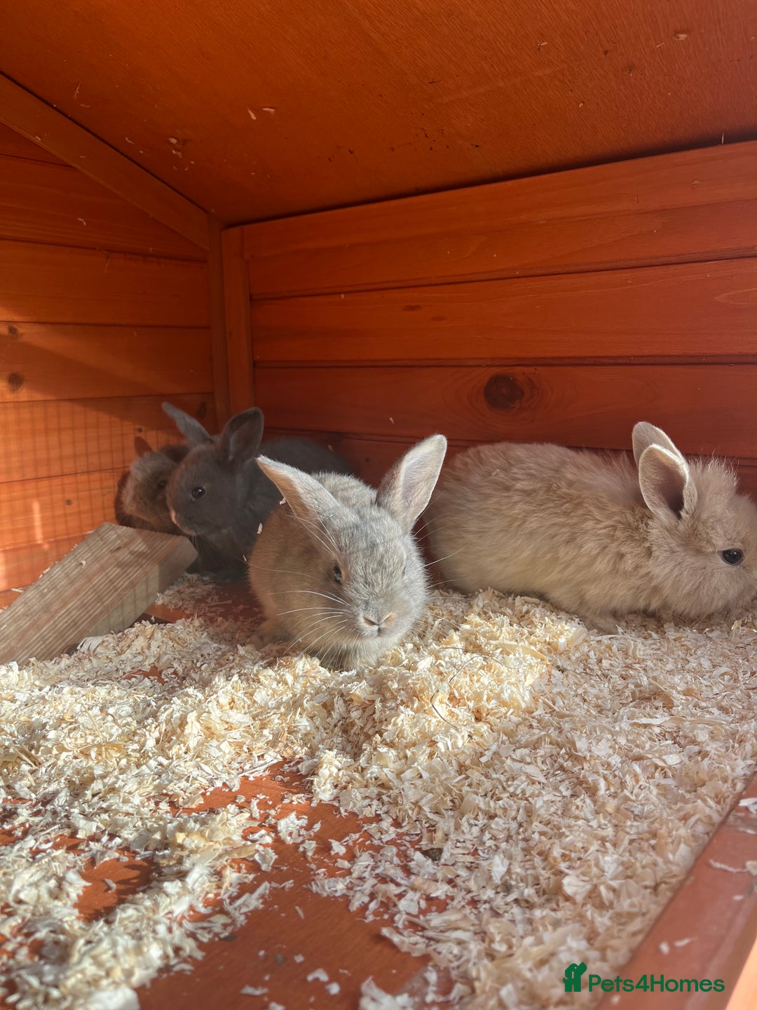Mini Lop rabbits for sale: A Mix of Mini lop and Mini Lion Lop - Image 26